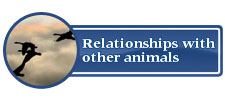 Relationships with other animals