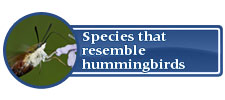 Species that resemble hummingbirds