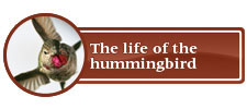 The life of a hummingbird
