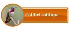 Collibri Calliope
