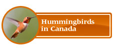Hummingbirds in Canada