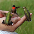 Ruby-throated Hummingbirds