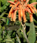 Ruby-throated Hummingbird 