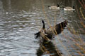 Canada Goose