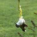 Mante religieuse et colibri