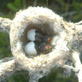 Hummingbird nest Non identified