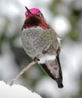 Anna's Hummingbird