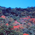 Forest vault, Trinidad