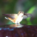 Rufous Hummingbird