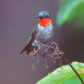 Colibri  gorge rubis