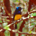 Variable Sunbird