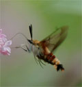 Hummingbird clearwing moth