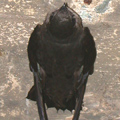 Chimney Swift