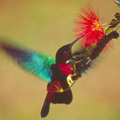 Colibri madre