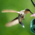 Ruby-throated Hummingbird