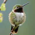 Colibri  queue large