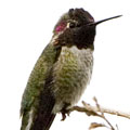 Anna's Hummingbird