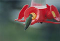 Ruby-throated Hummingbird