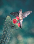 Giant hummingbird