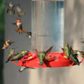 21 hummingbirds at the same manger, not all the same species, New Mexico