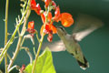 Juvenile Ruby-throated Hummingbird