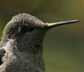 Anna's Hummingbird