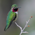 Broad-tailed Hummingbird