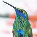 Colibri anas