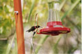 Ruby-throated Hummingbirds