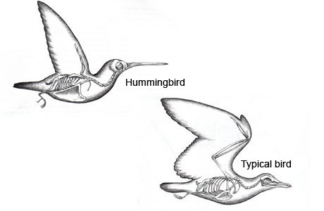 The world of the hummingbird, Robert Burton, Firefly Book, 2001