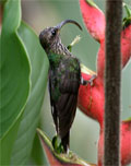 White-tipped Sicklebill