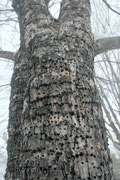 Holes from Yellow-bellied Sapsucker