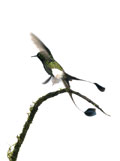 Booted Racket-tail