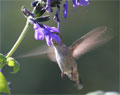 Ruby-throated Hummingbird