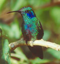 Colibri thalassin