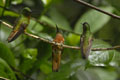 Chestnut-breasted Coronet, near the Machu Picchu in Peru