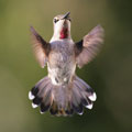 Anna's Hummingbird