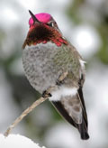 Anna's Hummingbird