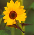 Ruby-throated Hummingbird