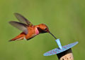 Rufous Hummingbird