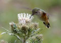 Calliope Hummingbird