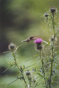 Colibri  gorge rubis