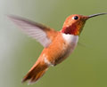 Rufous Hummingbird