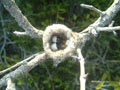 Hummingbird nest Non identified