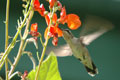 Ruby-throated Hummingbirds (juvenile male)