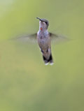 Colibri  gorge rubis (mle juvnile)