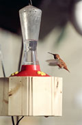 Rufous Hummingbird in Eastern township