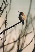 Rufous Hummingbird