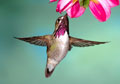 Colibri calliope