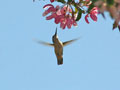 Calliope Hummingbird